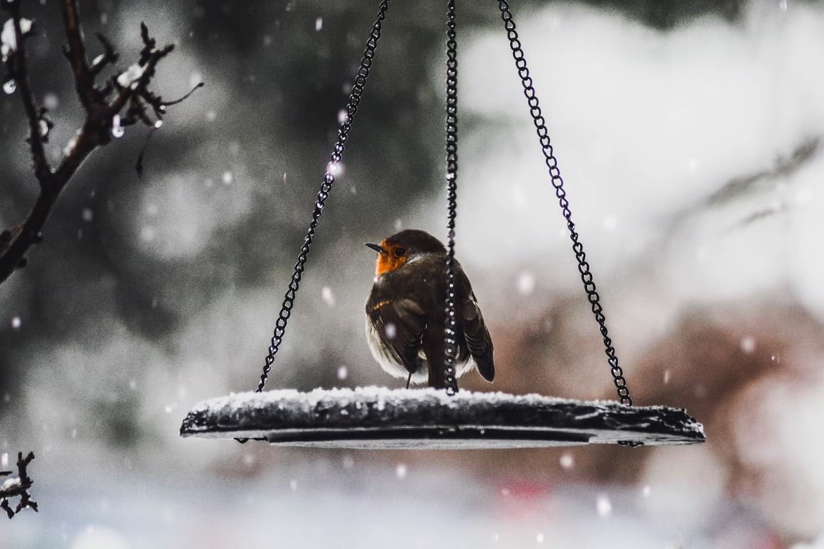 Kuş fotoğrafı 